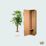 Pachira Aquatica kopen