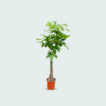 Pachira Aquatica kopen