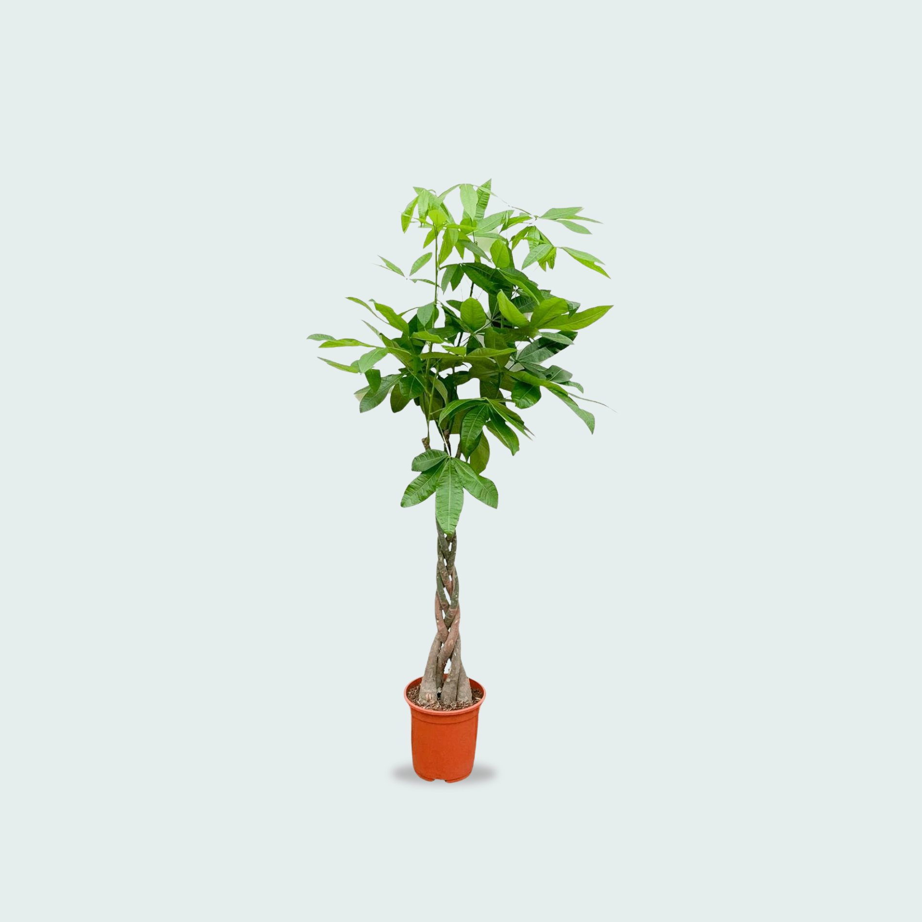 Pachira Aquatica kopen
