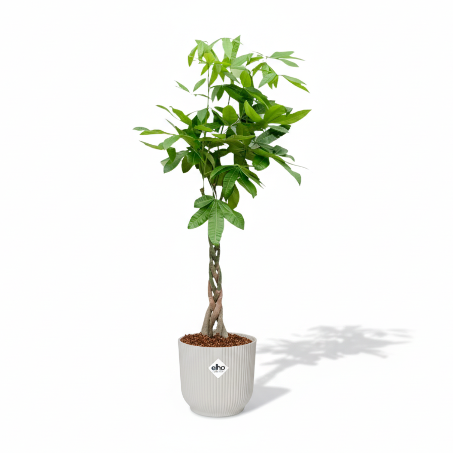 Pachira Aquatica
