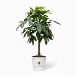 Pachira Aquatica 