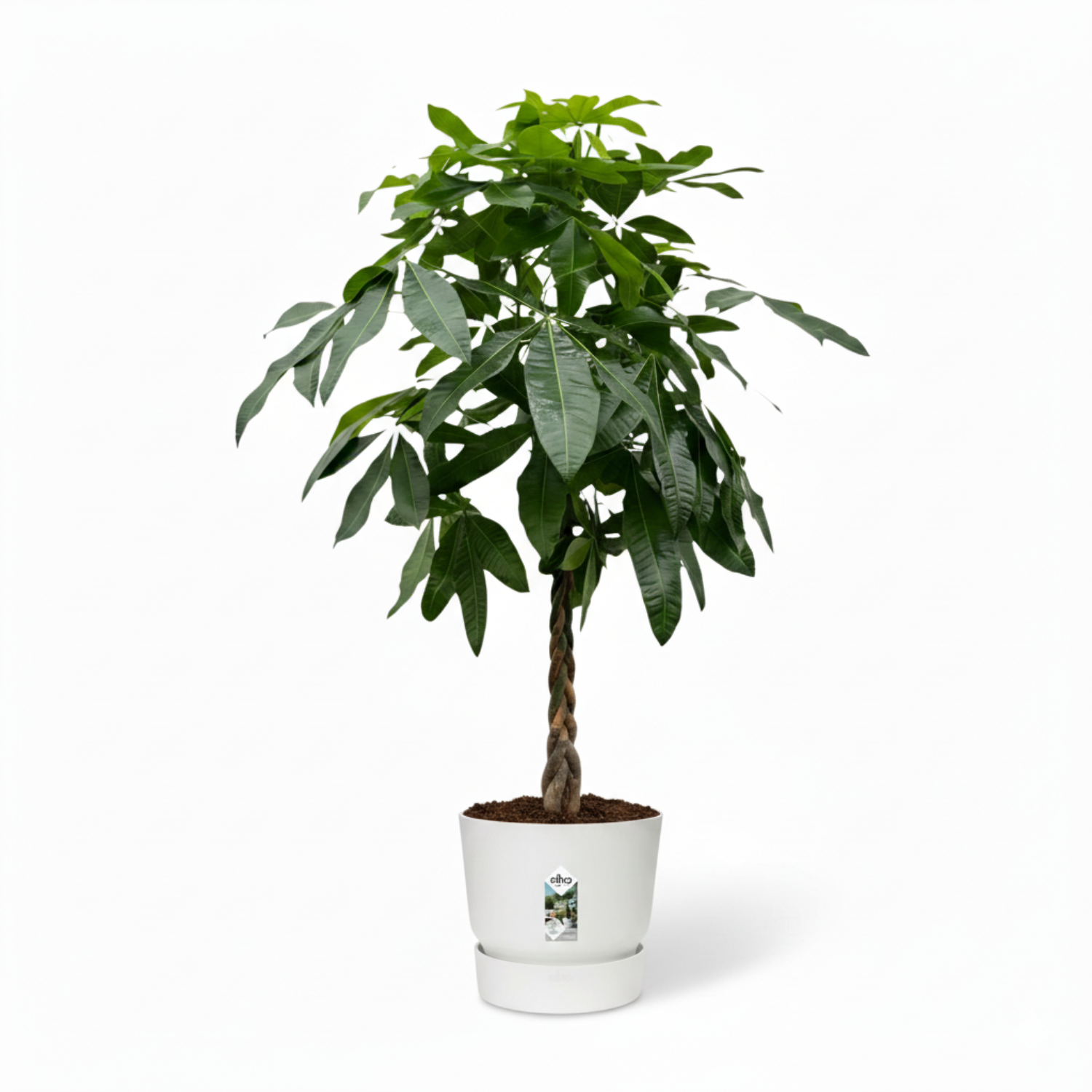 Pachira Aquatica 