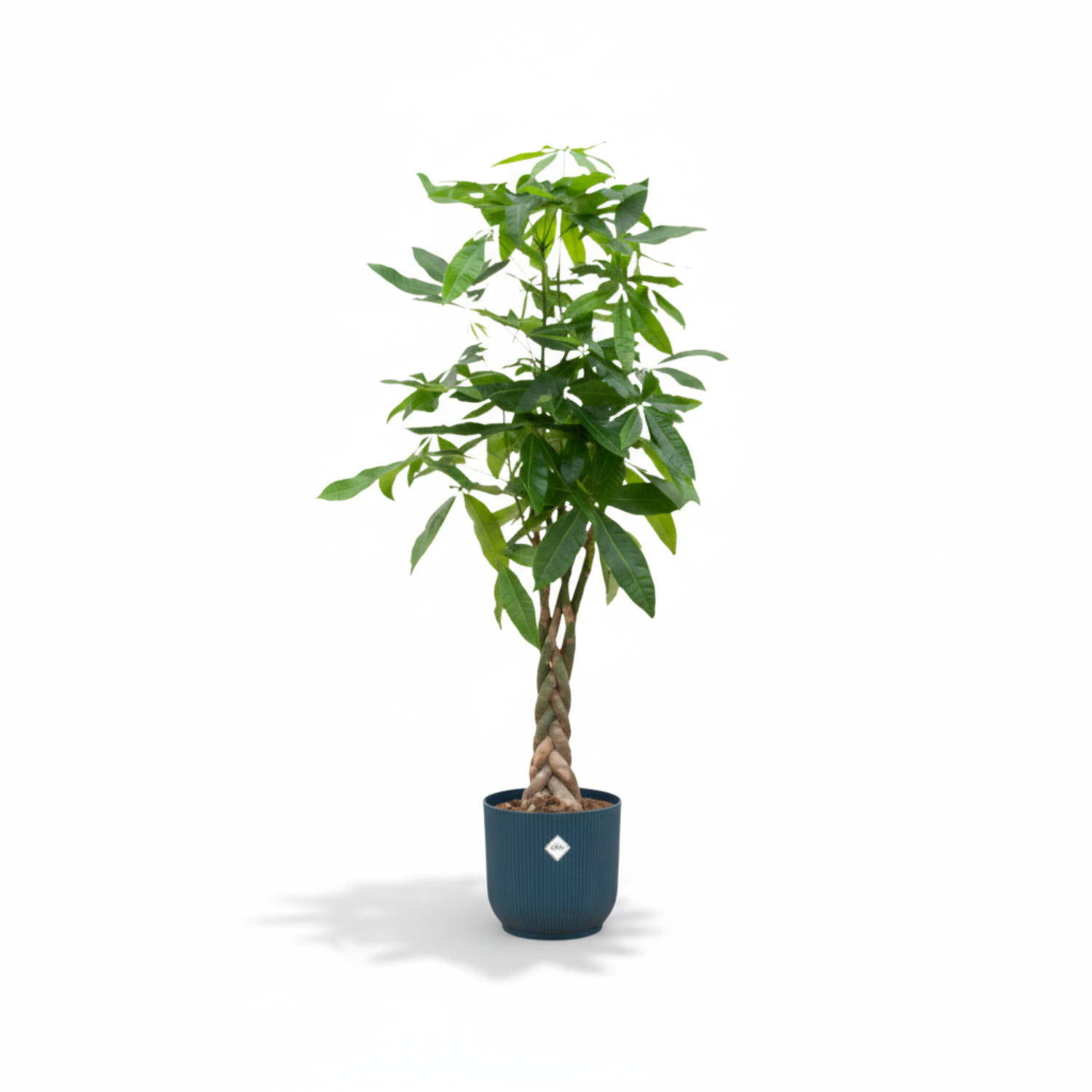 Pachira Aquatica