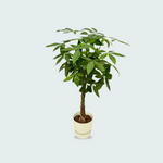 Pachira Aquatica kopen