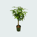 Pachira Aquatica kopen