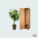 Pachira Aquatica kopen