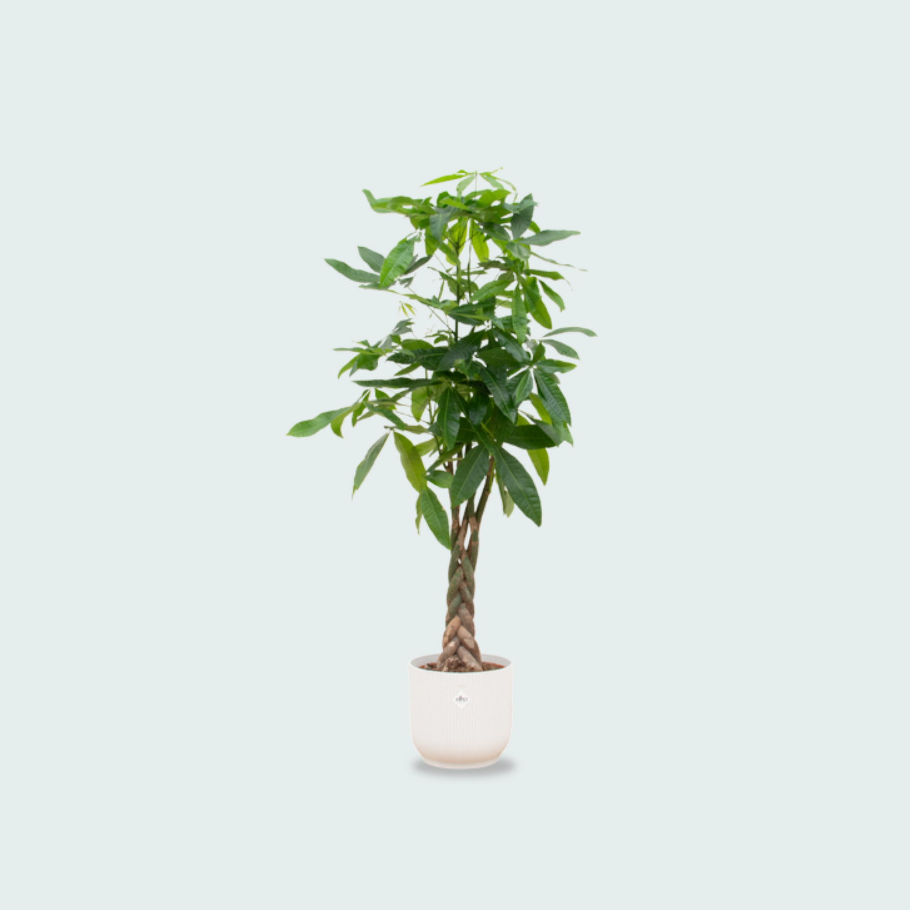 Pachira Aquatica kopen