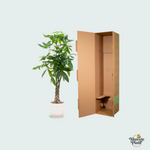 Pachira Aquatica kopen