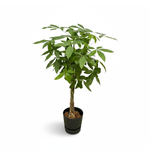 Pachira Aquatica kopen