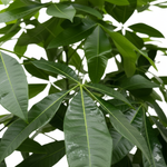 Pachira Aquatica 