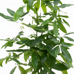 Pachira Aquatica