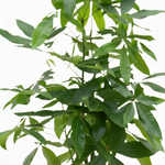 Pachira Aquatica leaves