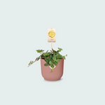 Peperomia kopen