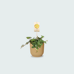 Peperomia kopen