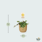 Peperomia kopen