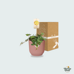 Peperomia kopen
