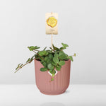 Peperomia kopen