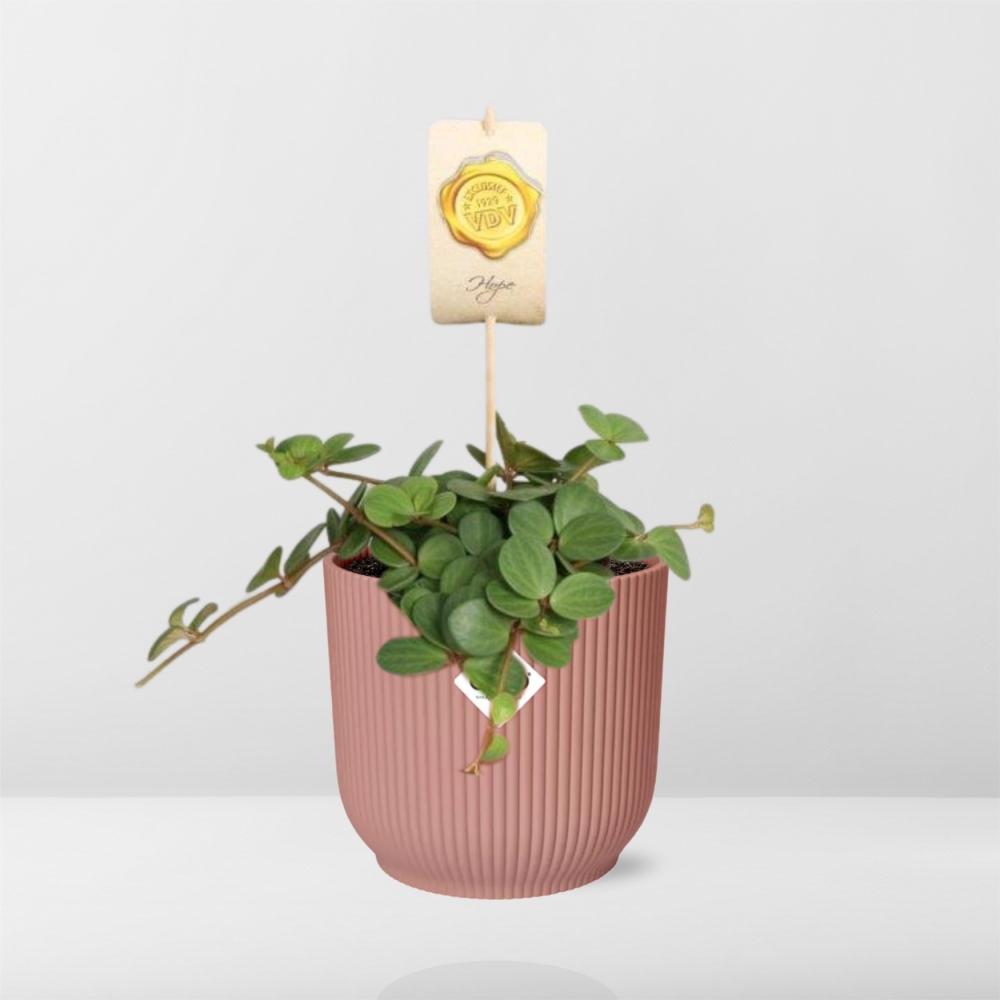 Peperomia kopen