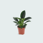 Philodendron kopen