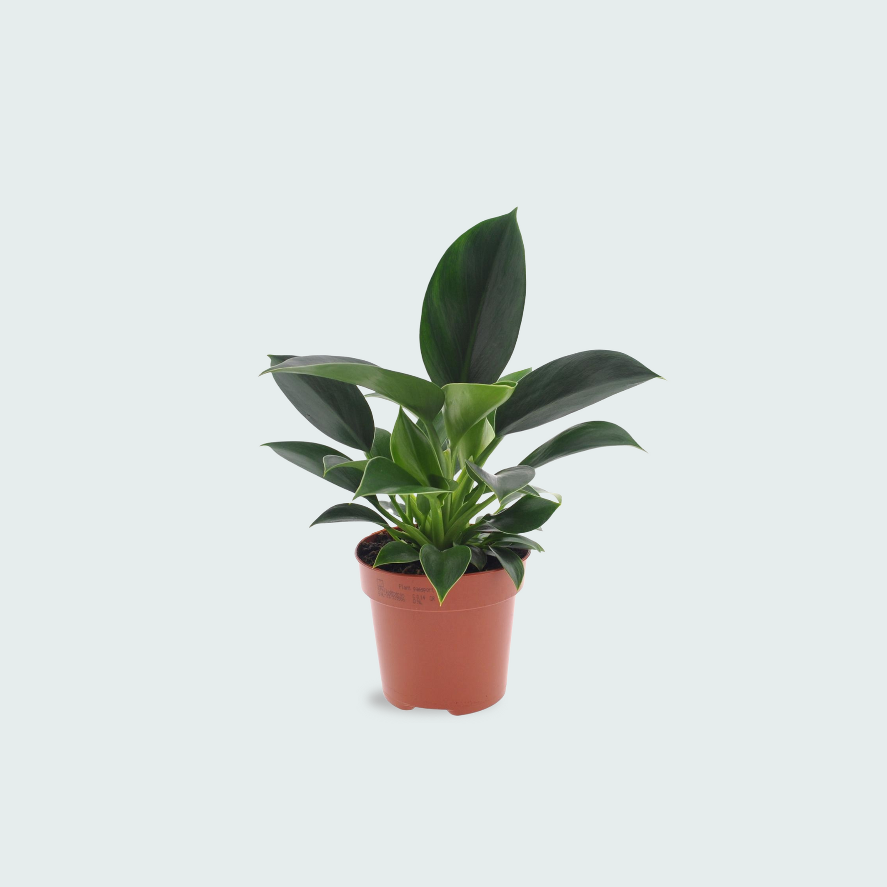 Philodendron kopen