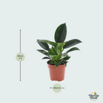 Philodendron kopen