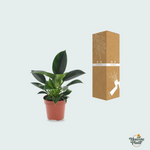 Philodendron kopen