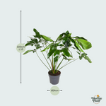 Philodendron kopen