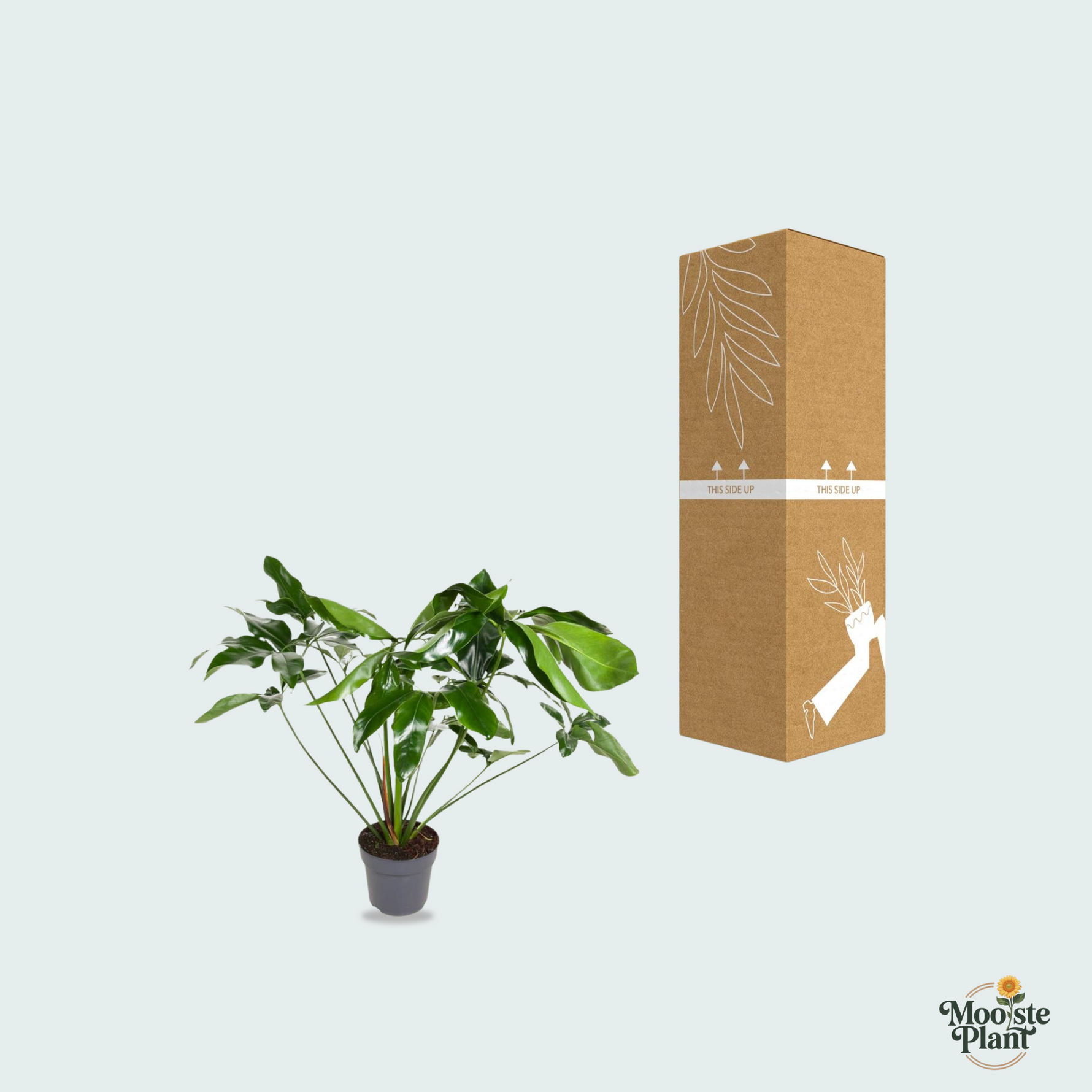 Philodendron kopen