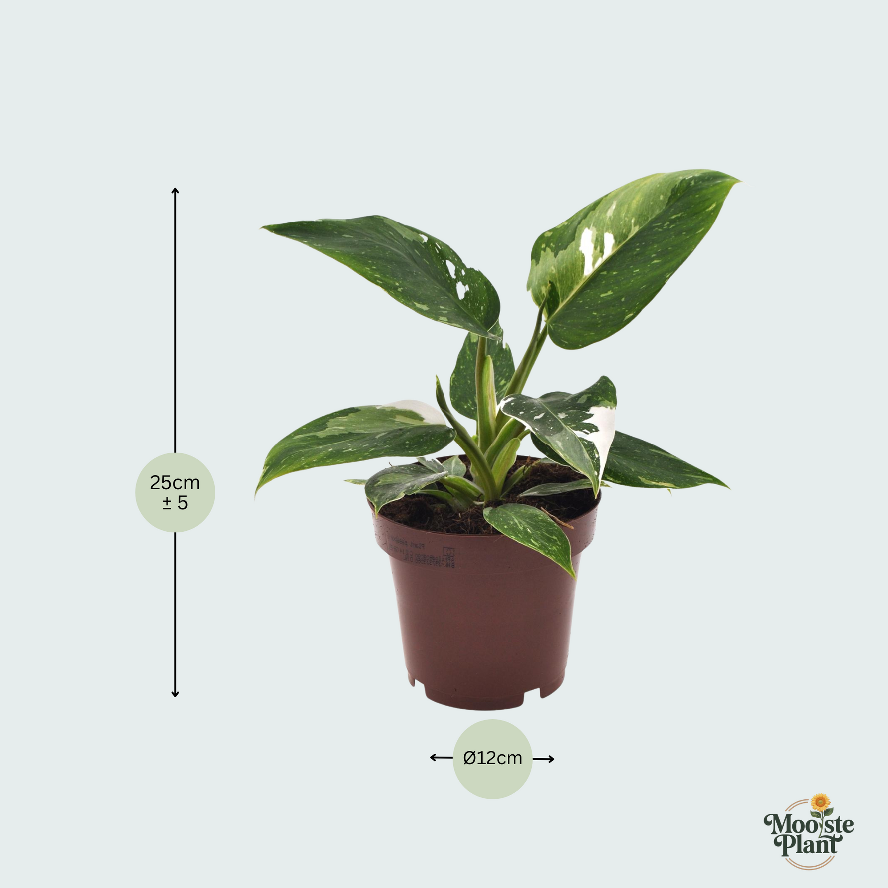 Philodendron kopen