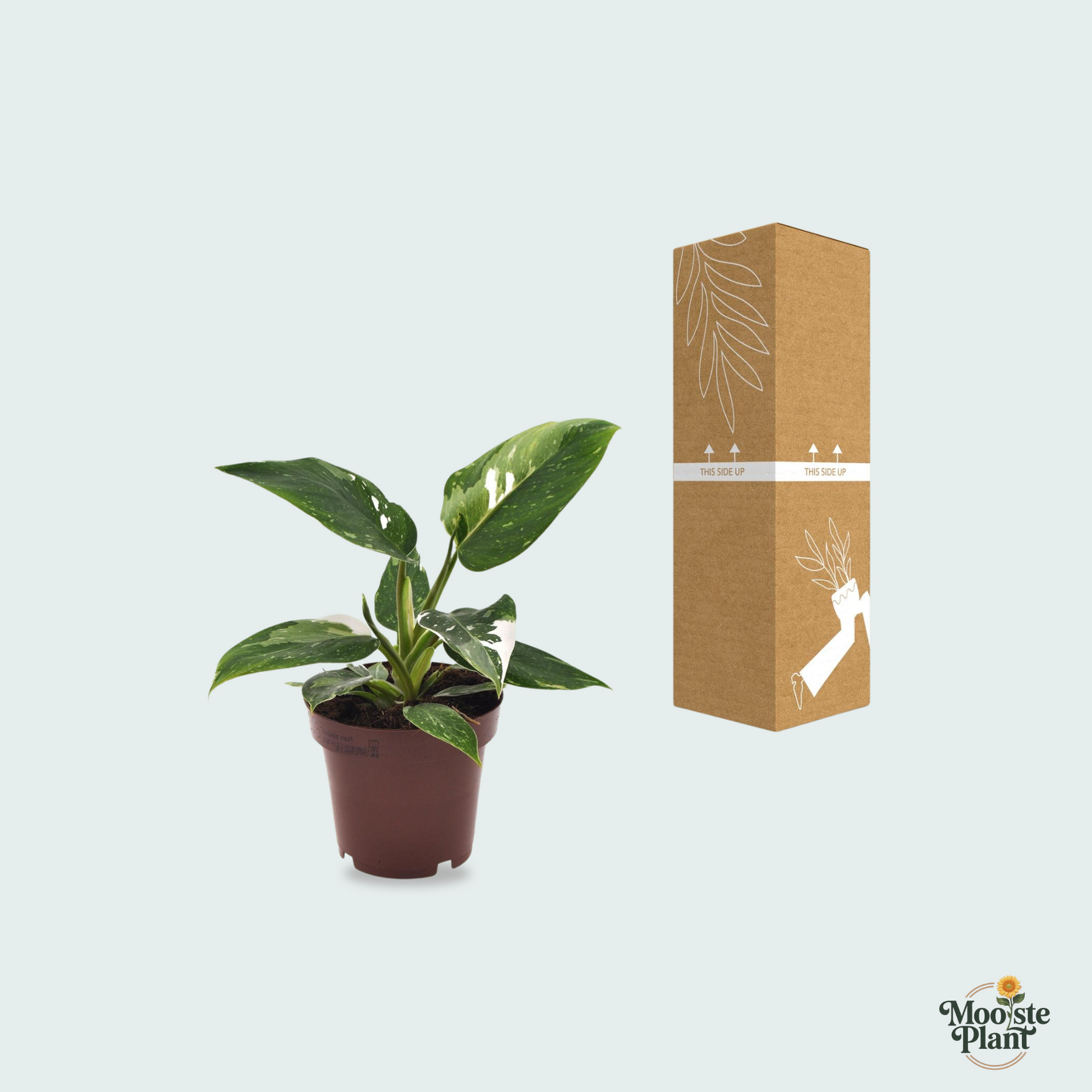 Philodendron kopen