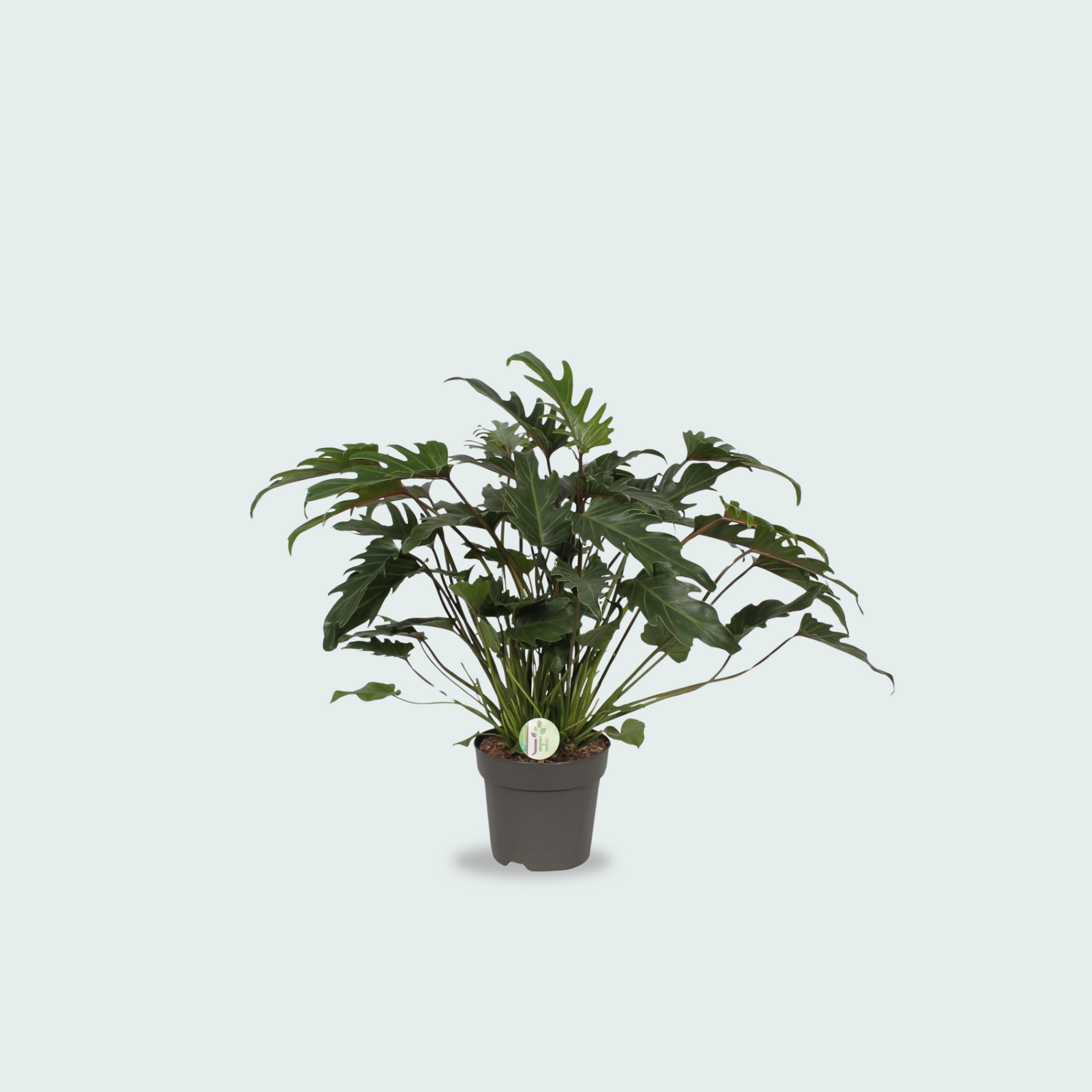 Philodendron Xanadu kopen