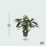 Philodendron Xanadu kopen