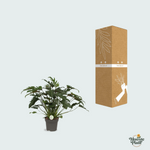 Philodendron Xanadu kopen