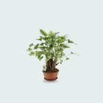 Philodendron Xanadu kopen