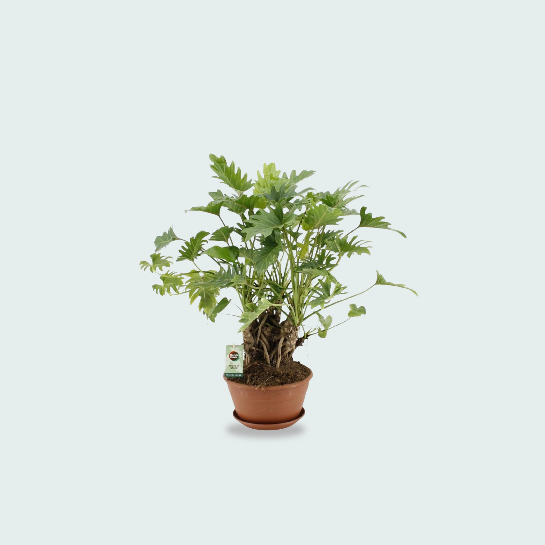 Philodendron Xanadu kopen