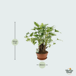 Philodendron Xanadu kopen