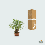 Philodendron Xanadu kopen