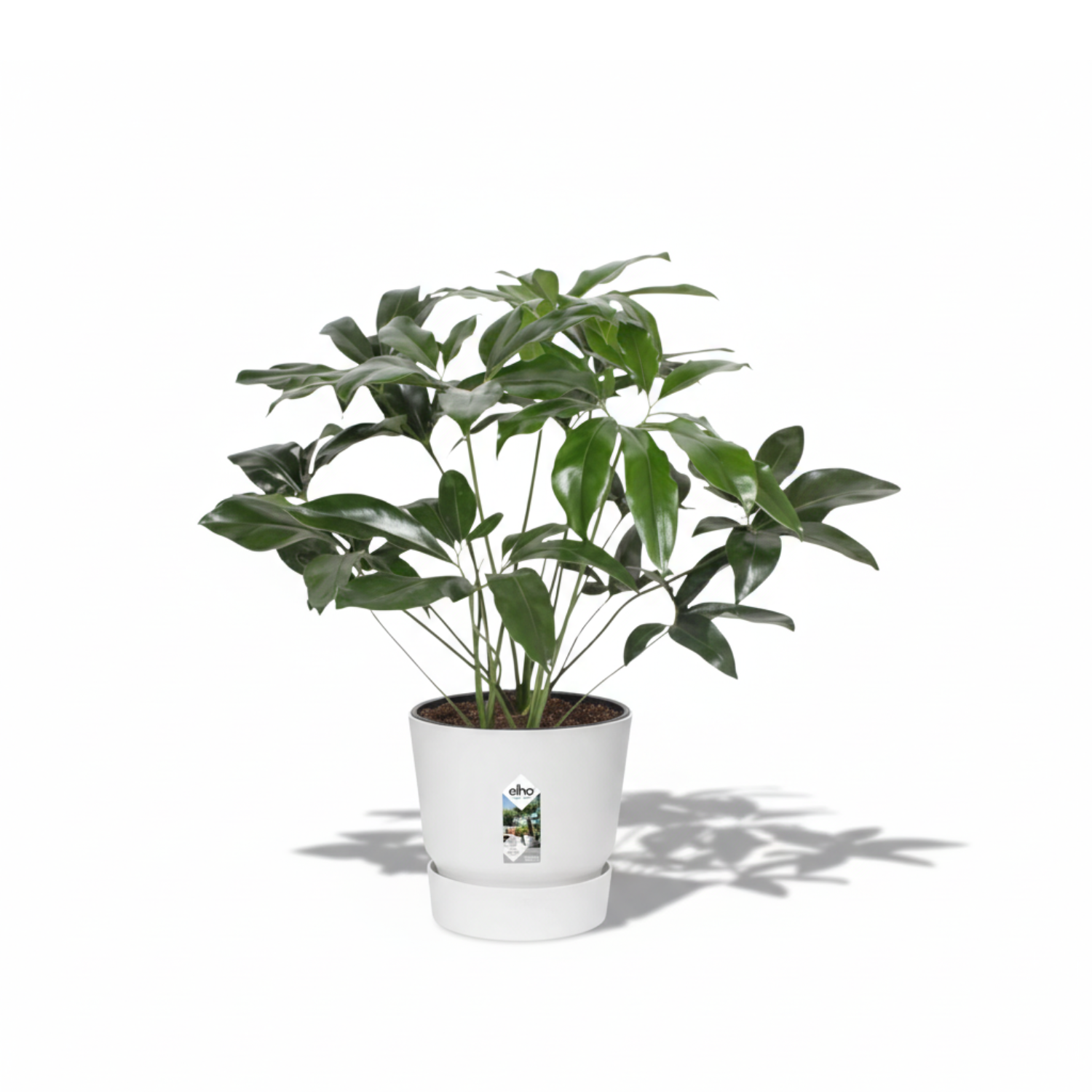 Philodendron kopen