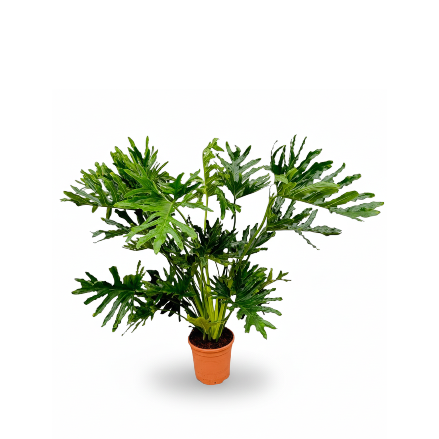 Philodendron Selloum