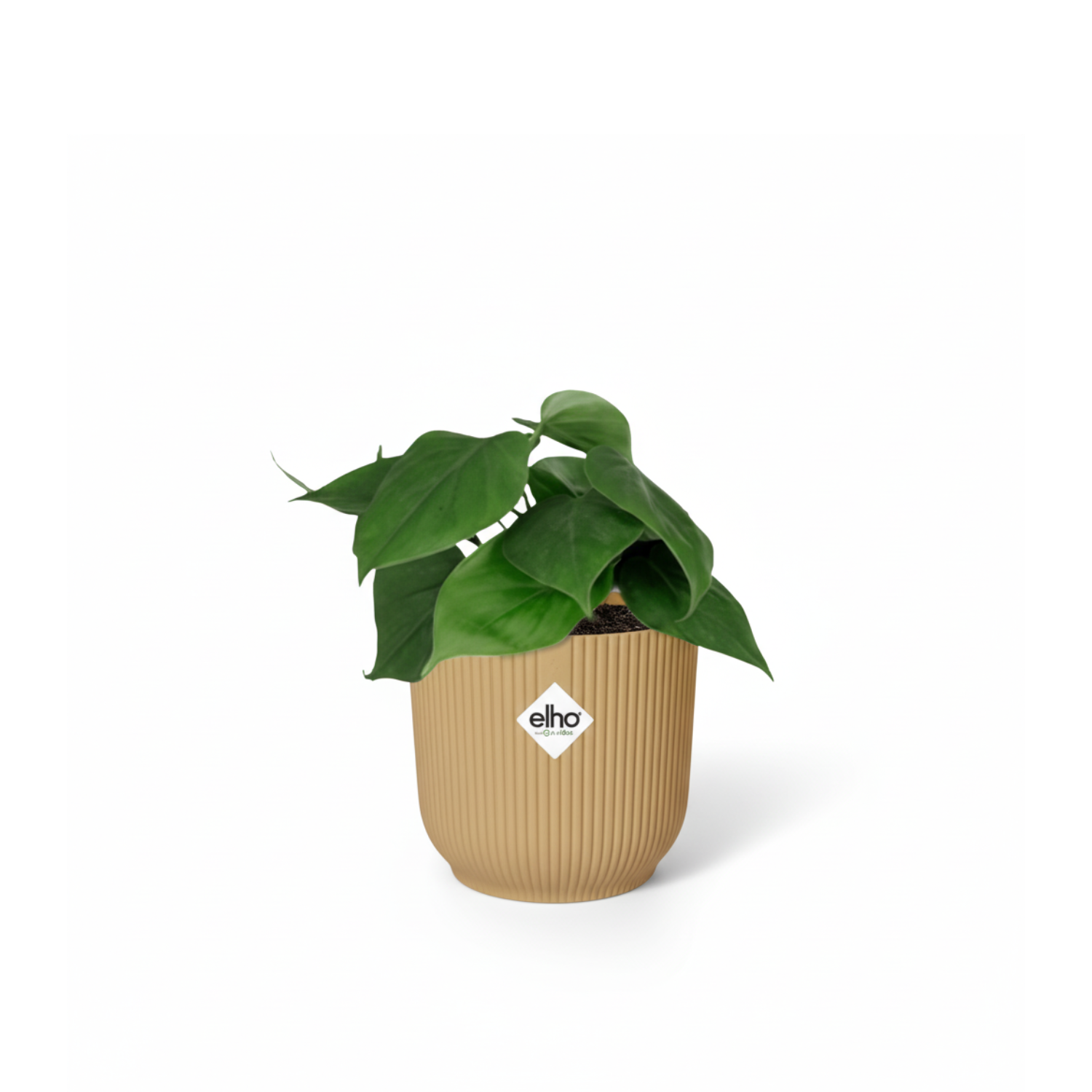 Philodendron Scandens kopen