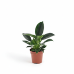 Philodendron kopen
