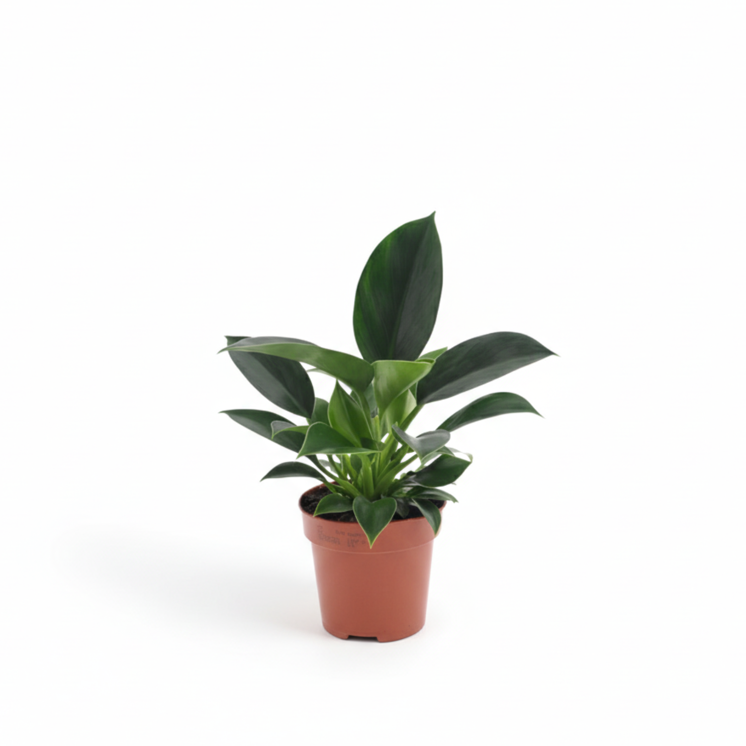 Philodendron kopen