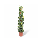 Philodendron Scandens Brasil Mosstok 