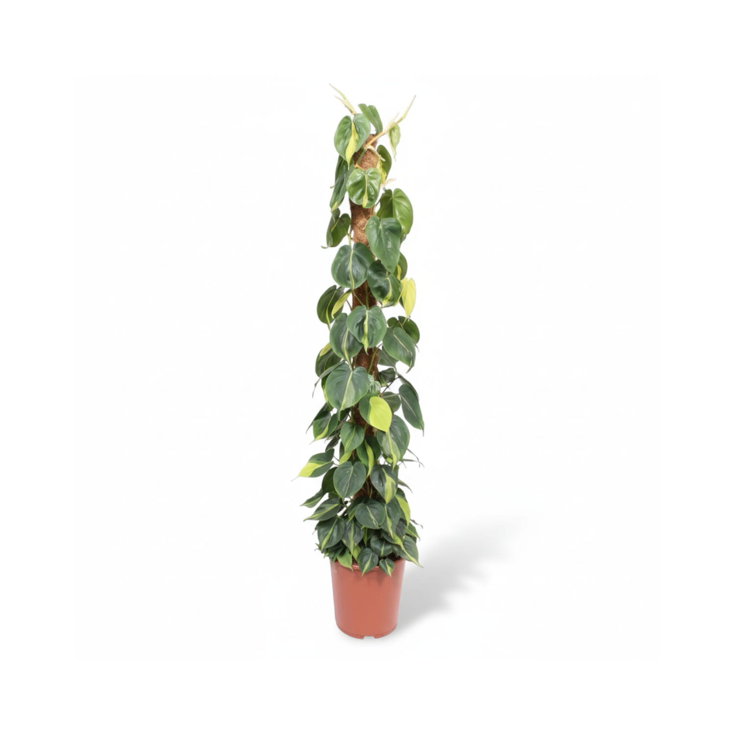 Philodendron Scandens Brasil Mosstok 