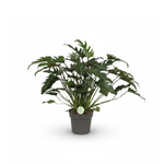 Philodendron Xanadu
