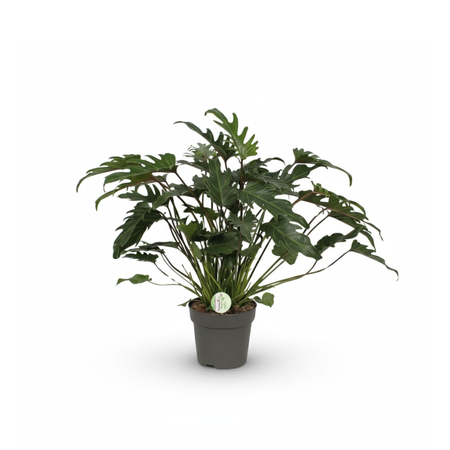 Philodendron Xanadu