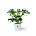 Philodendron Selloum