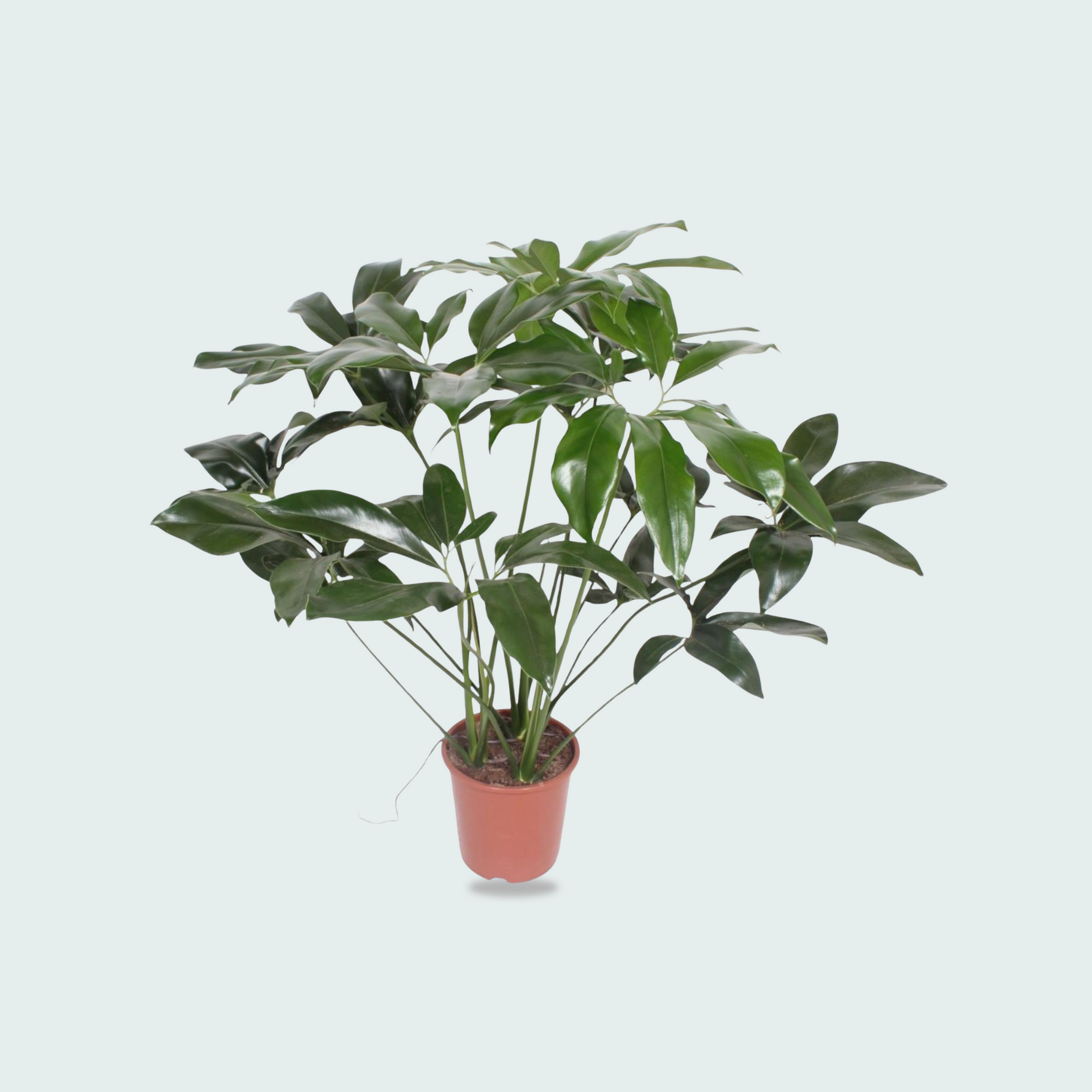 Philodendron kopen