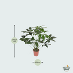 Philodendron kopen