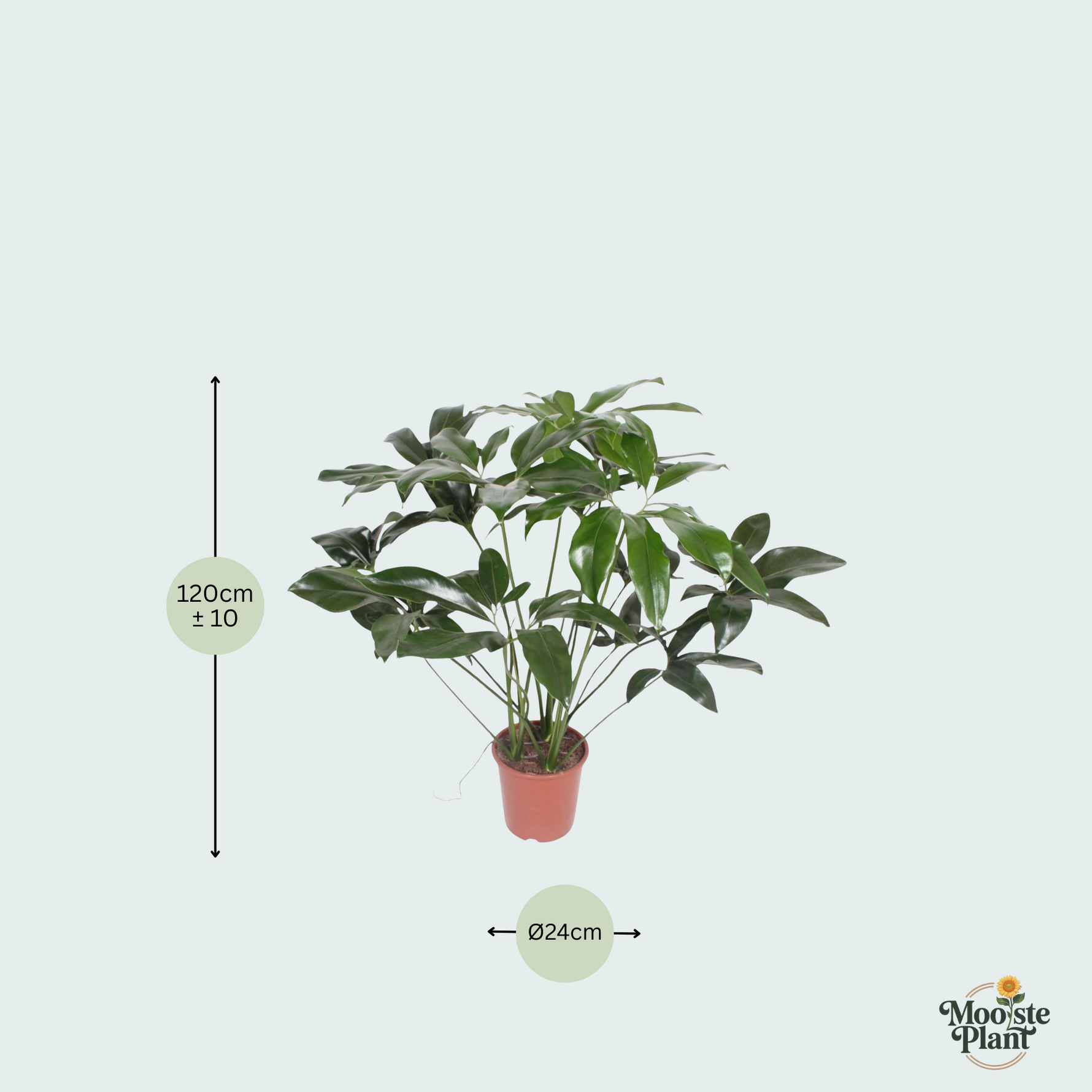Philodendron kopen